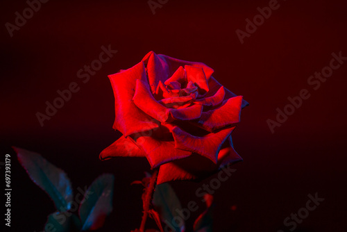 Red rose on black surface background, background with rose