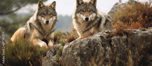 Iberian wolves in Sanabria  Zamora  Spain.