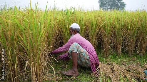 A farmer meticulously harvests paddy by hand in this authentic portrayal of traditional agriculture, showcasing the labor-intensive yet rewarding process of cultivating sustenance