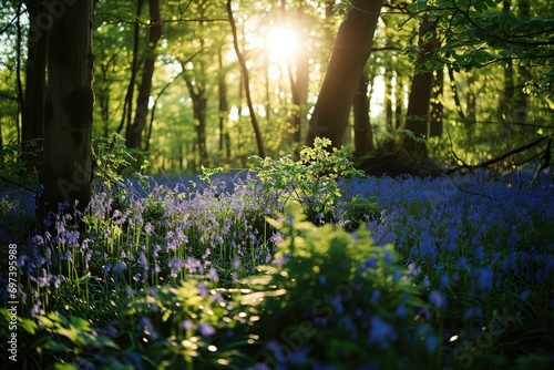 Enchanting Spring Forest with Bluebells at Sunset