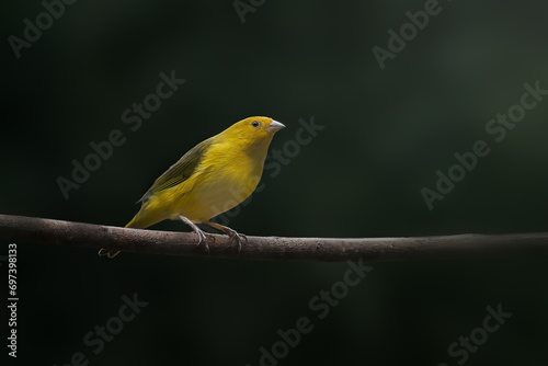 Male Saffron Finch bird (Sicalis flaveola)