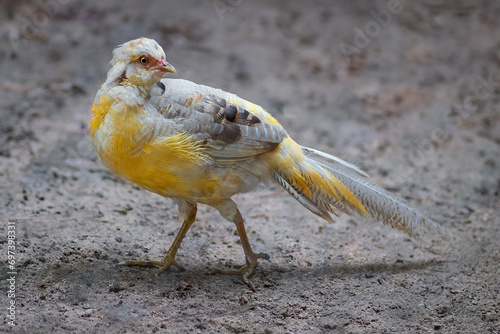 Young Golden Pheasant (Chrysolophus pictus)