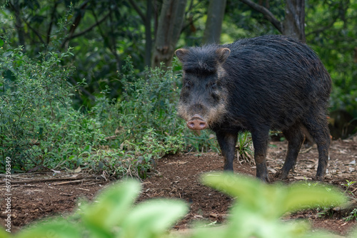 White-lipped Peccary (Tayassu pecari) - South american suine photo