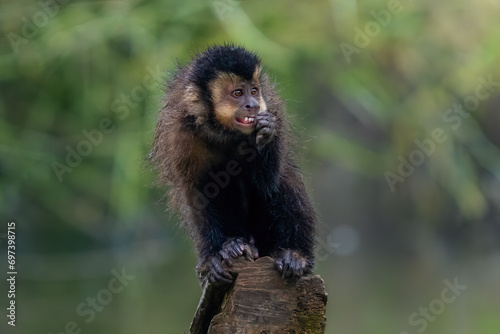 Black Capuchin Monkey (Sapajus nigritus) photo