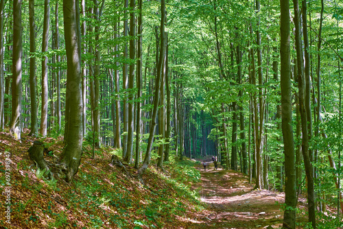 Road in a summer  green beech forest. A group of tourists walks in the distance
