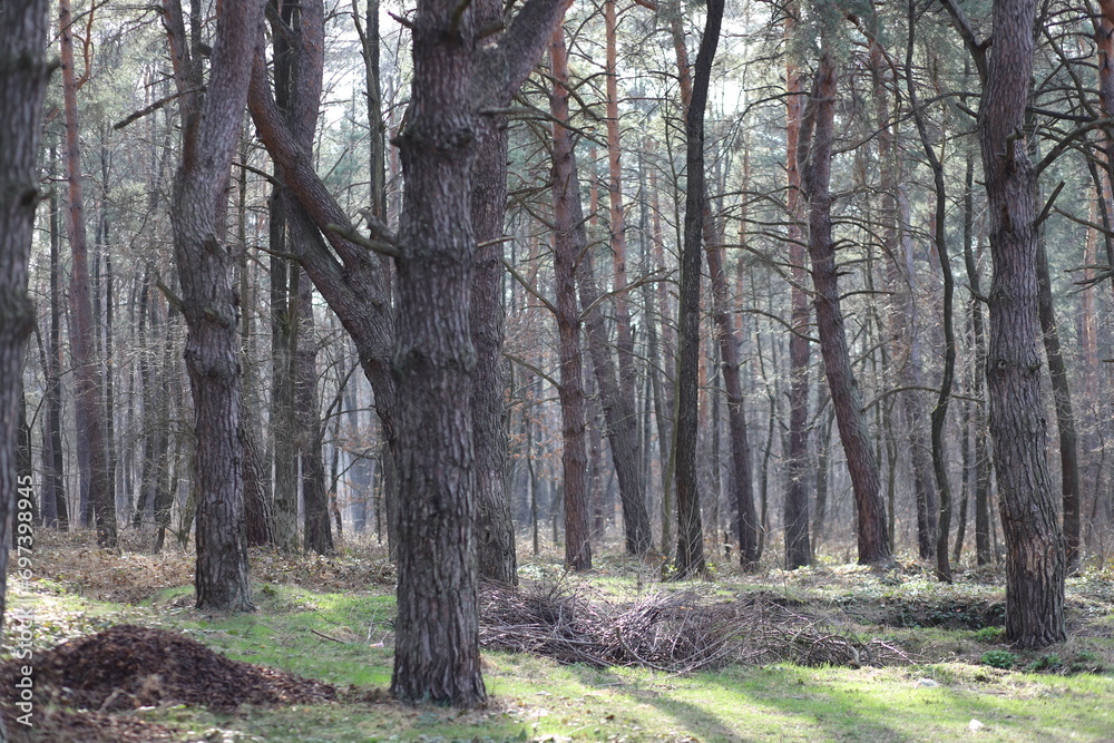 Obraz premium trees in the forest