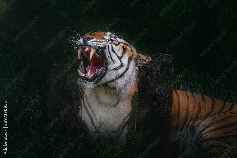 Siberian Tiger showing its teeth (Panthera tigris tigris) Stock Photo