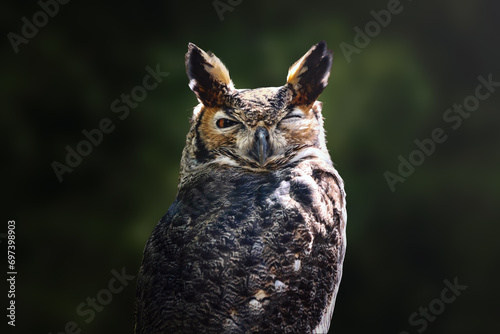 South American Great Horned Owl (Bubo virginianus nacurutu) - Nocturnal Bird photo