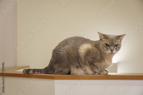 Fototapeta Naklejka Na Ścianę i Meble -  Ausutralian Mist cat sitting on the handrail