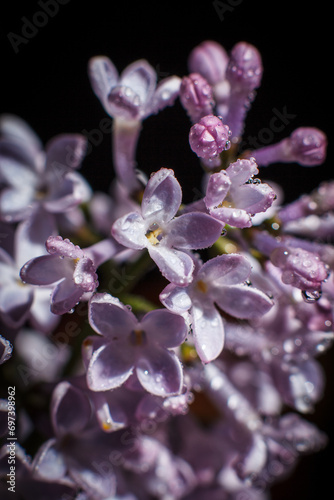 Spring lilac flowers with dew drops