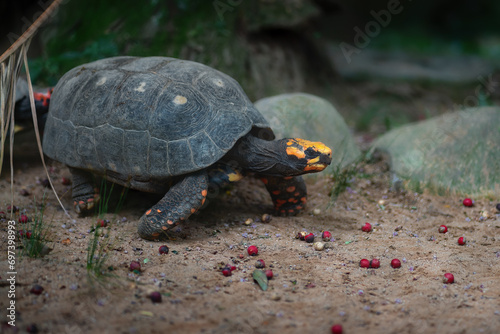 Yellow footed Tortoise (Chelonoidis denticulata) photo
