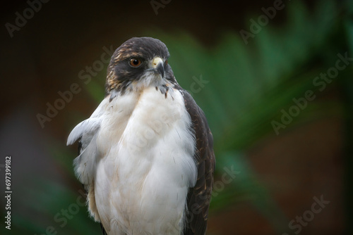 White-tailed Hawk (Geranoaetus albicaudatus) - Bird of Prey photo