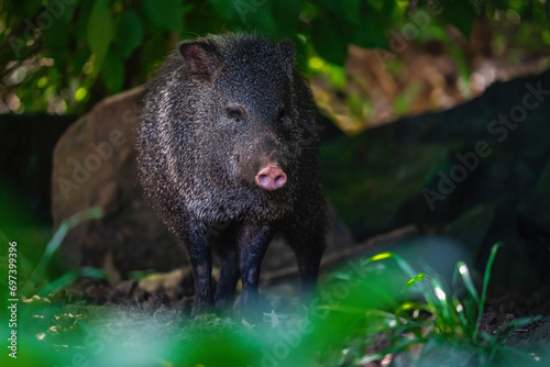 Collared Peccary  Dicotyles tajacu  - South american suine