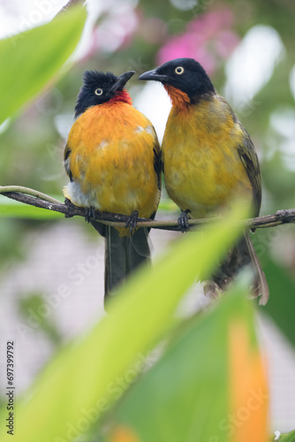 Pycnonotus melanicterus. While in English it is called Black-crested Bulbul photo