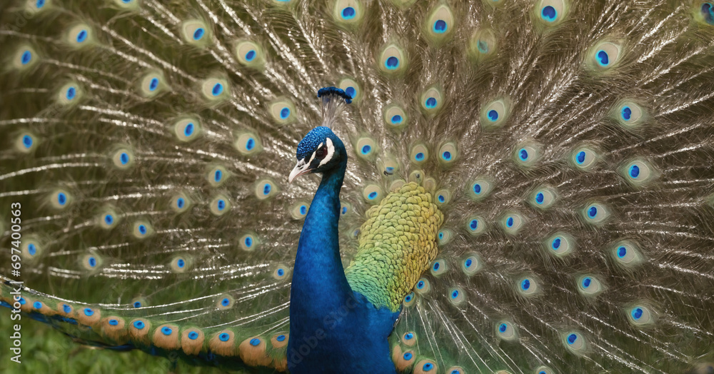 Obraz premium A mesmerizing photo capturing the elegance and vibrancy of a male Indian peafowl, commonly known as a peacock.