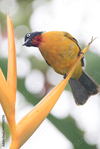 Pycnonotus melanicterus. While in English it is called Black-crested Bulbul photo