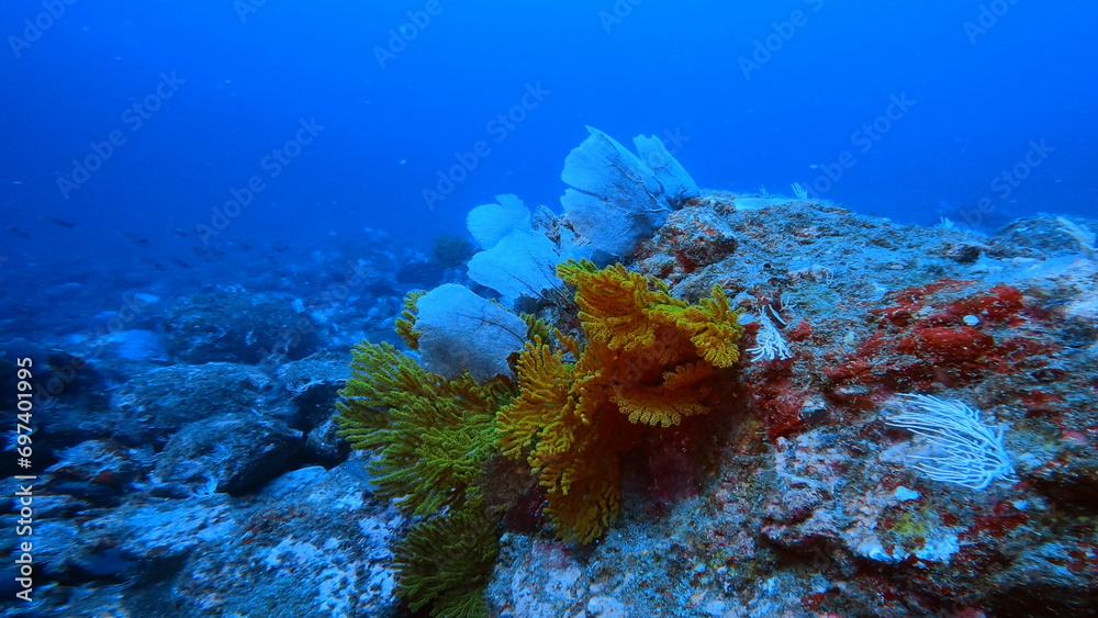 Naklejka premium colorful pacific coral reef