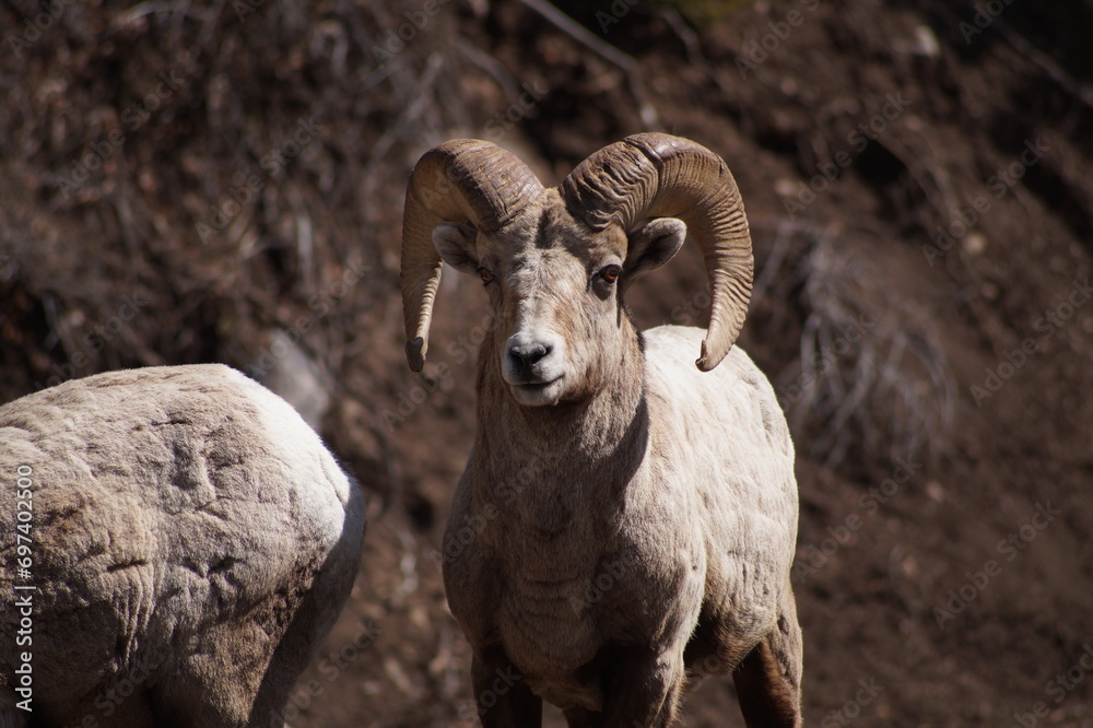 Bighorn Sheep Ram Bighorn Sheep Ram