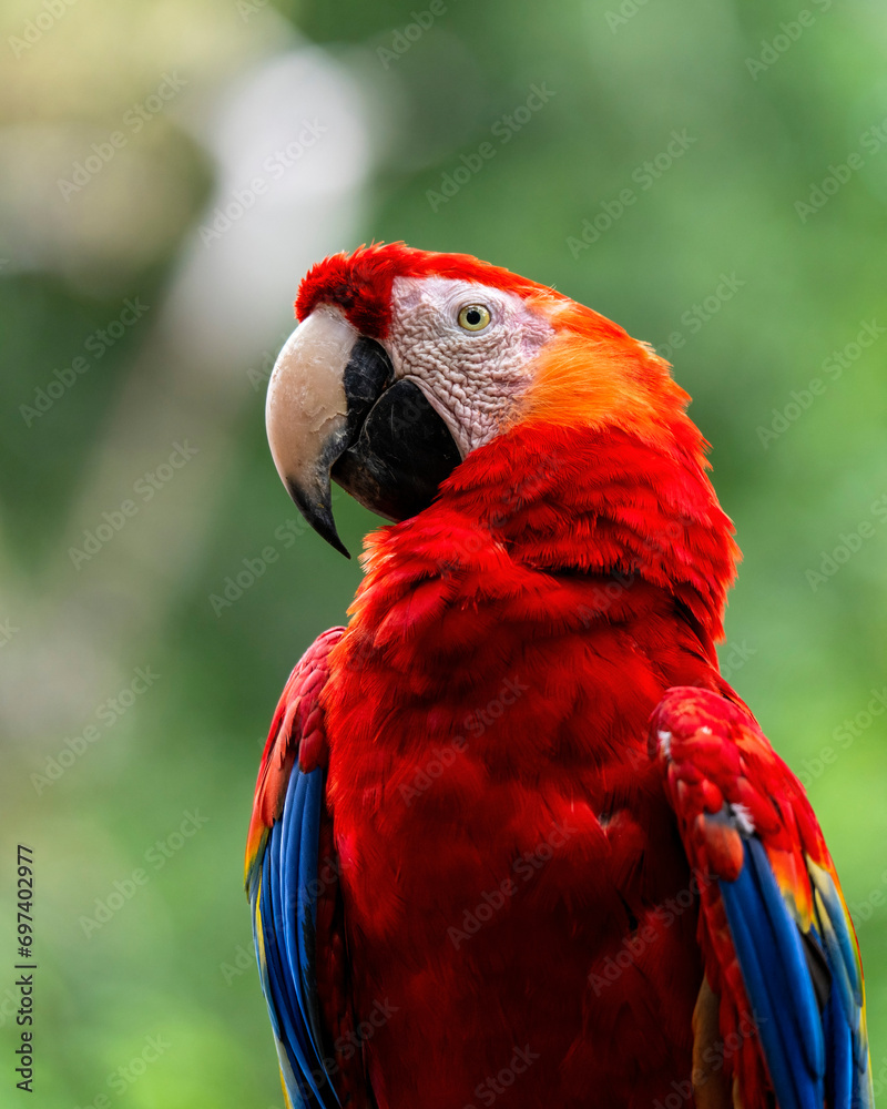 Fototapeta premium Scarlet macaw, Ara macao, in Honduras