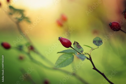 Fototapeta Naklejka Na Ścianę i Meble -  Kwiaty, czerwona dzika róża w ogrodzie