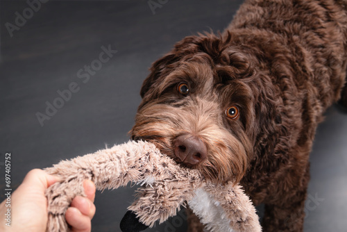Happy dog playing with owner tug-of-war with toy. Cute brown fluffy puppy dog pulling on long toy held by woman hand. 1 year old, female Australian Labradoodle, chocolate or brown. Selective focus. photo