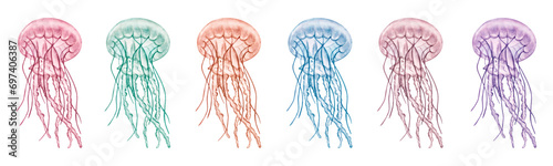 Colorful Jellyfish banner. Transparent purple medusa. Deep sea toxic animal. Hand-drawn watercolor illustration isolated on white background. For logo design, postcards