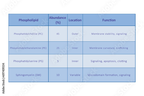 Table showing Phospholipids types, membrane abundance and location and function - including PC, PE, PS, SM.  Blue scientific vector illustration.