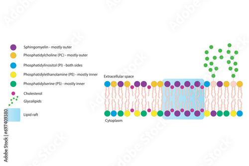 Diagrams showing schematic structure of cytoplasmatic membrane, including phospholipids (PE, PC, PS, sphingomyelin) glycolipids, cholesterol, lipid raft. Colorful scientific vector illustration.