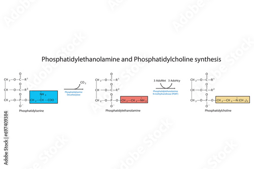 Schematic molecular diagram of Phosphatidylethanolamine and Phosphatidylcholine synthesis from PS via PS decarboxylase and PEMT.  Scientific vector illustration.