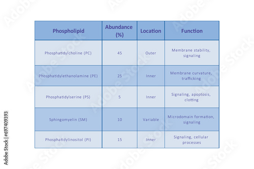 Table showing Phospholipids types, membrane abundance, location, function and dietary sources - including PC, PE, PS, SM, cholesterol. Blue scientific vector illustration.