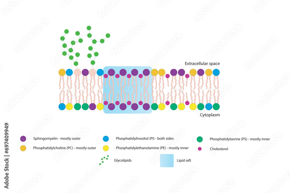 Naklejka premium Diagrams showing schematic structure of cytoplasmatic membrane, including phospholipids (PE, PC, PS, sphingomyelin) glycolipids, cholesterol, lipid raft. Colorful scientific vector illustration.