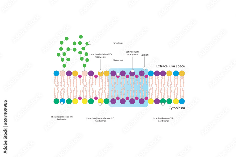 Diagrams showing schematic structure of cytoplasmatic membrane, including phospholipids (PE, PC, PS, sphingomyelin) glycolipids, cholesterol, lipid raft. Colorful scientific vector illustration.