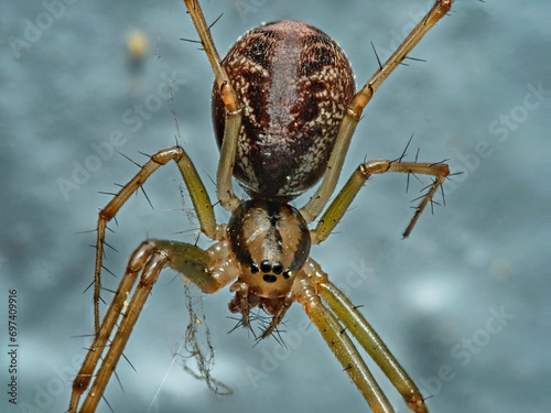 Gemeine Baldachinspinne (Lyniphia triangularis) photo
