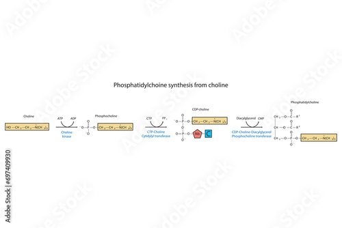 Schematic molecular diagram of Phosphatidylchoine synthesis from choline via choline kinase, CTP choline cytidylyl transferase and CDP-choline DAG PC transferase  Scientific vector illustration. photo