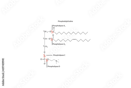 Diagram showing cleavage sites of phospholipases - PLA1, PLA2, PLC, PLD - molecular structure of Phosphatidylcholine  Scientific vector illustration.