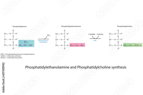 Schematic molecular diagram of Phosphatidylethanolamine and Phosphatidylcholine synthesis from PS via PS decarboxylase and PEMT.  Scientific vector illustration.