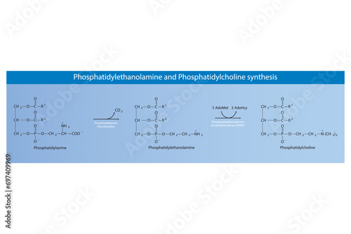 Schematic molecular diagram of Phosphatidylethanolamine and Phosphatidylcholine synthesis from PS via PS decarboxylase and PEMT.  Scientific vector illustration.