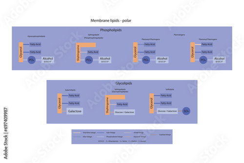 Diagram showing classification of lipids - storage lipids, membrane lipids - phospholipid, glycolipid, sulfolipid, etc, including chemical linkages Orange and purple scientific vector illustration.