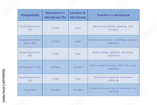 Table showing Phospholipids types, membrane abundance and location and biological function - including PC, PE, PS, PI, SM, cholesterol Blue scientific vector illustration. photo