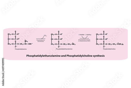 Schematic molecular diagram of Phosphatidylethanolamine and Phosphatidylcholine synthesis from PS via PS decarboxylase and PEMT.  Scientific vector illustration. photo