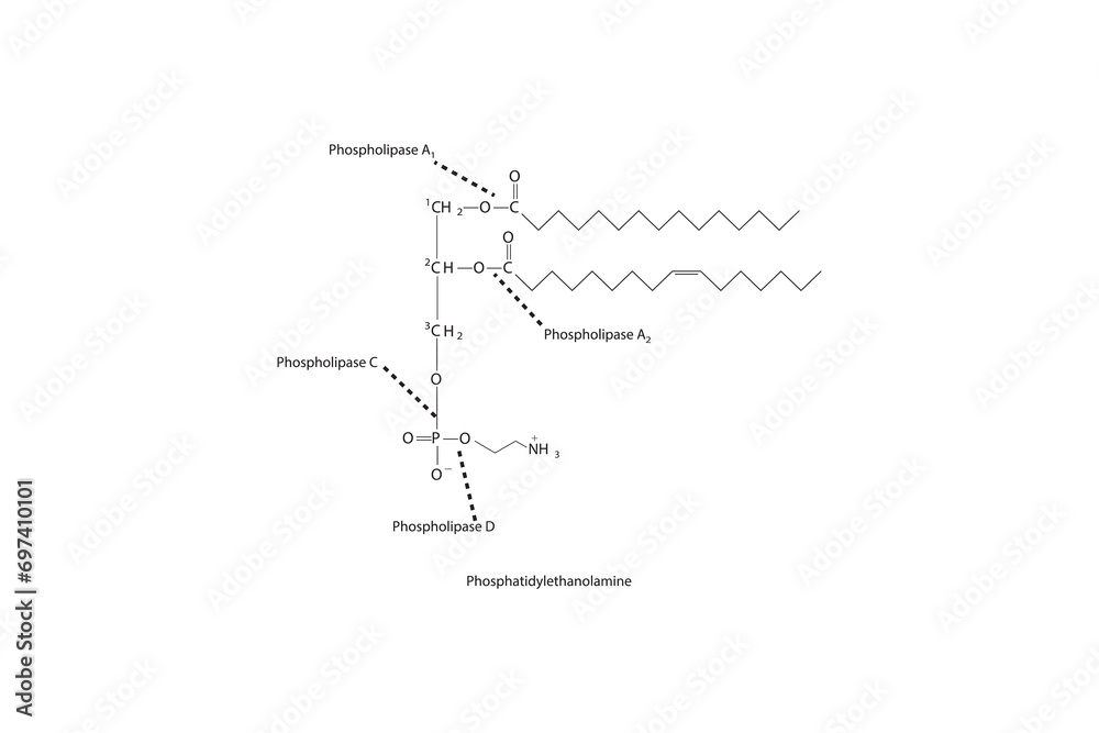 Naklejka premium Diagram showing cleavage sites of phospholipases - PLA1, PLA2, PLC, PLD - molecular structure of Phosphatidylethanolamine Scientific vector illustration.