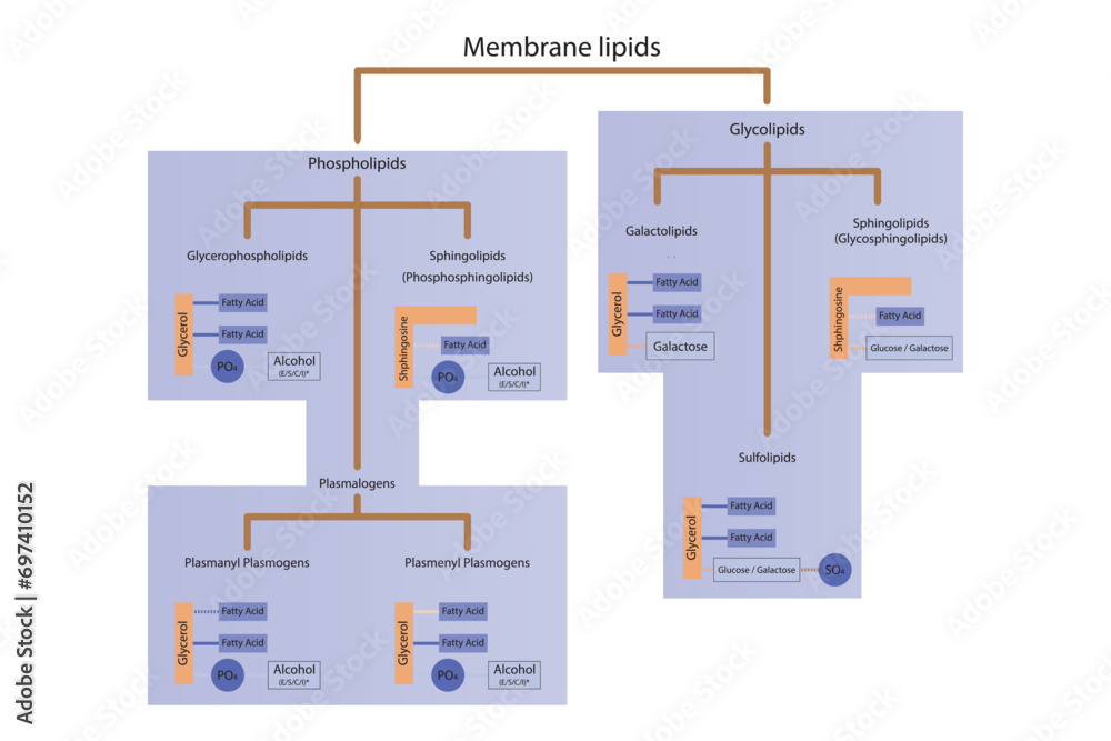 Diagram showing classification of lipids storage lipids, membrane