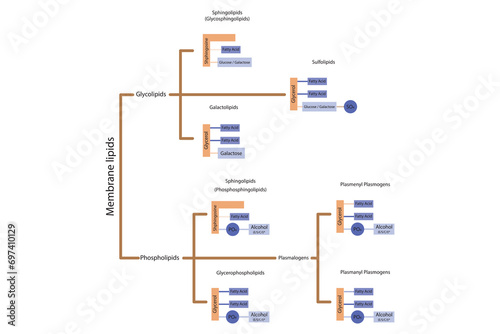 Diagram showing classification of lipids - storage lipids, membrane lipids - phospholipid, glycolipid, sulfolipid and more. Orange and purple scientific vector illustration.