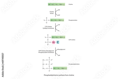 Schematic molecular diagram of Phosphatidylchoine synthesis from choline via choline kinase, CTP choline cytidylyl transferase and CDP-choline DAG PC transferase  Scientific vector illustration. photo