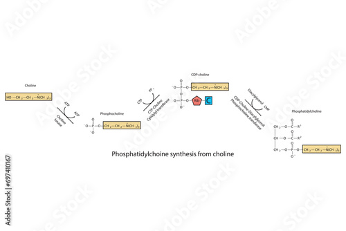 Schematic molecular diagram of Phosphatidylchoine synthesis from choline via choline kinase, CTP choline cytidylyl transferase and CDP-choline DAG PC transferase  Scientific vector illustration. photo