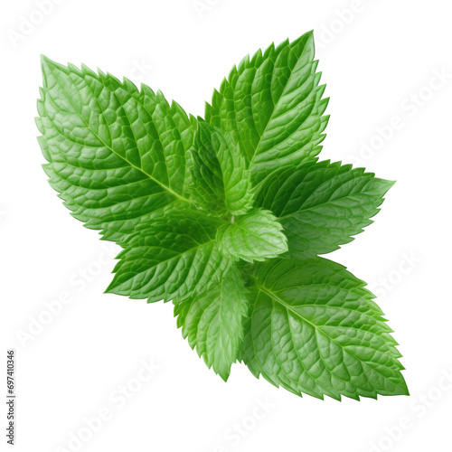  Fresh green mint leaves isolated on a transparent background