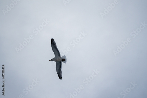 Flying European Herring Gull from Underneath