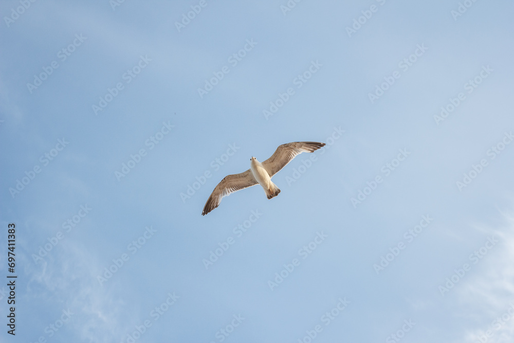 A large seagull flies across the blue sky A large seagull flies across the blue sky