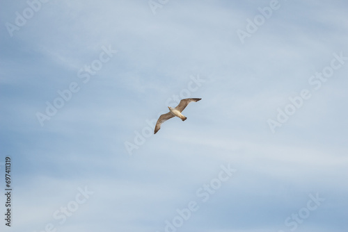 A large seagull flies across the blue sky