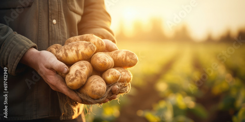 Potato gardening raw vegetable food harvest agricultural farmer plant organic